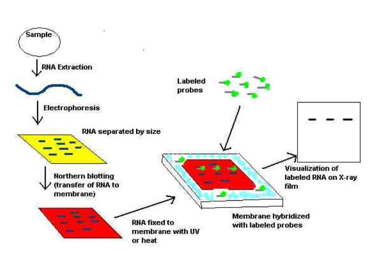 NORTHERN BLOTTING Northern blot analysis reveals increased