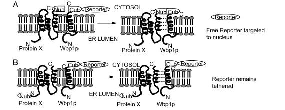 Nub e Cub devono essere legate alla regione della proteina di membrana che si localizza nel citosol perchè la proteasi è localizzata nel citosol Pertanto non si può studiare l interazione tra due