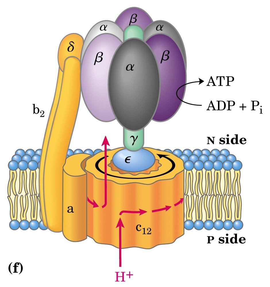 Analisi delle modifiche conformazionali della subunità ε della F0 F1 ATPasi mediante FRET F0 è un canale protonico costituito da tre tipi di subunità a, b, c nelle seguenti