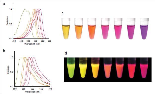 Varianti di GFP e DsRed con