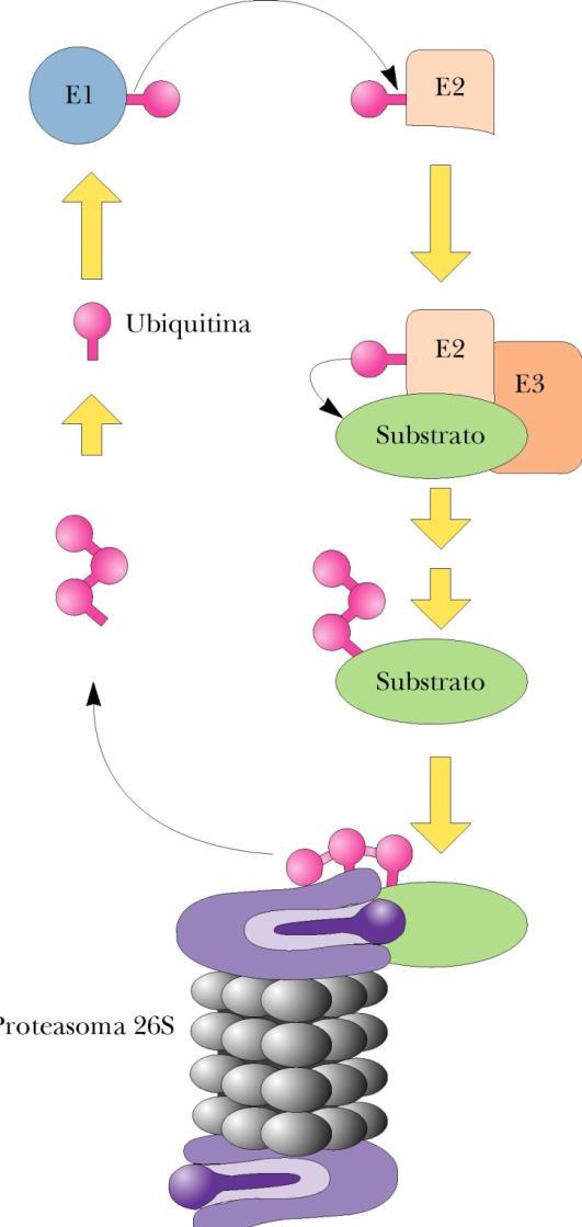 Split ubiquitin membrane-based yeast two hybrid system L ubiquitina è una proteina di 76 amminoacidi che partecipa al turnover proteico L estremità C-terminale dell