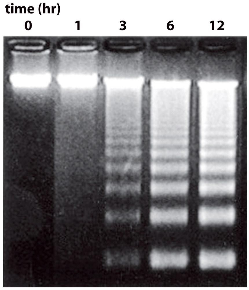 Figure 18-4a Molecular Biology