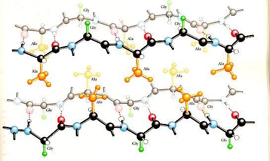 ALTRE PROTEINE STRUTTURALI STRUTTURA 2a: β - foglietti antiparalleli (6 - filamenti