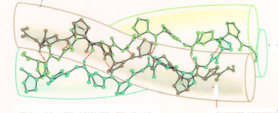 Struttura 3 a & 4 a : Tre catene si avvolgono attorno ad un asse comune per formare una TRIPLA ELICA Questa struttura è stabilizzata da