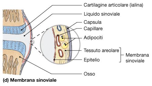 LE MEMBRANE: BARRERE FSCHE RCOPRONO LE SUPERFC CORPOREE CASCUNA E COSTTUTA DA UN EPTELO SOSTENUTO DA UN CONNETTVO V SONO QUATTRO MEMBRANE CON QUESTE CARATTERSTCHE: 1) MEMBRANA MUCOSA 2) MEMBRANA