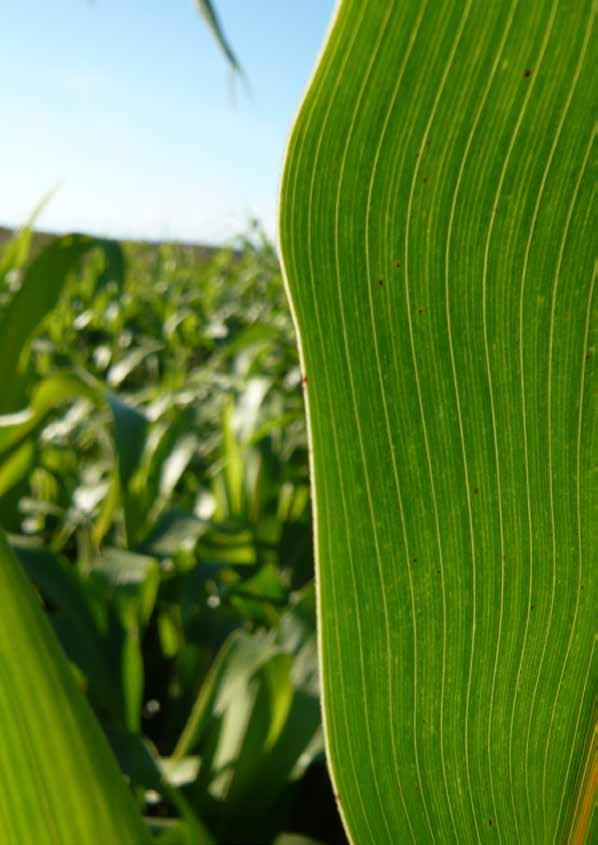 Sommario: Le foraggere estive Il sorgo coltura sostenibile Coltivazione del sorgo Gamma sorghi Miglio perlato Panico Tutti diritti riservati.