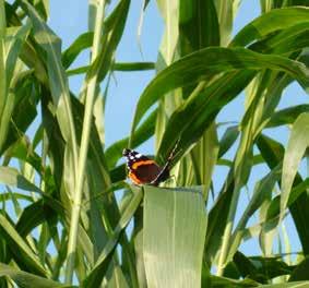 Per questi motivi Padana Sementi Elette già da anni sta puntando sul sorgo, che per sua natura risponde molto bene a queste necessità, e sta lavorando attentamente alla selezione dei migliori ibridi