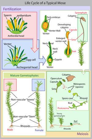 Da alcune cellule si possono sviluppare i GAMETOFORI con forme molto varie, dal millimetro (Buxbaumia) a diversi metri (Dawsonia superba, Polytrichum strictum).