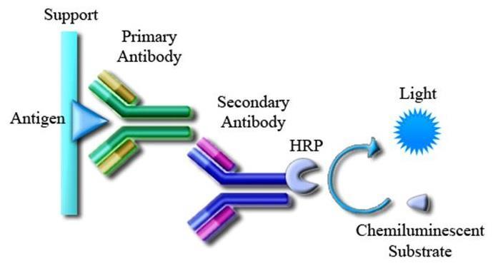 ECL (Enhanced ChemiLuminescence) Enzima marcatore = Perossidasi (HRP) Substrato = Luminolo In presenza di perossidasi e H 2 O 2