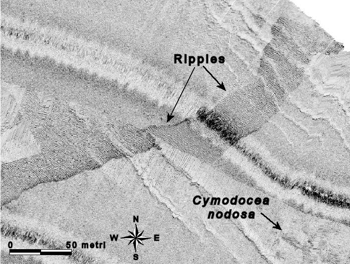 Sono visibili i ripples e in basso a destra alcuni prati di Cymodocea nodosa vedi Tavola 1 a (Zona A).
