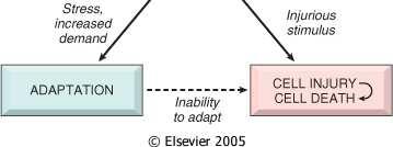 Se il limite della risposta di adattamento viene superato o se in alcuni casi l adattamento (nuovo stato stazionario-non morboso) non è possibile, seguono una sequenza di eventi chiamati danno