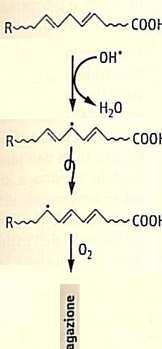 RADICALI LIBERI perossidazione dei PUFA (acidi grassi polinsaturi) ridotta fluidita di