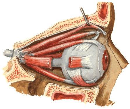 Anatomia e fisiologia dell occhio I movimenti oculari sono determinati