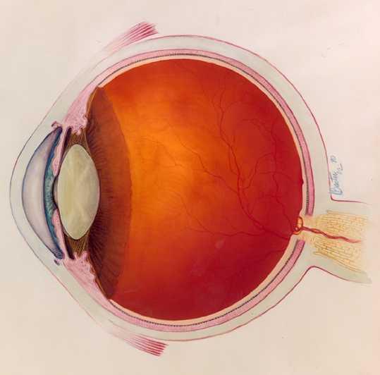 Anatomia e fisiologia dell occhio L'occhio è l'organo più importante dell'uomo.