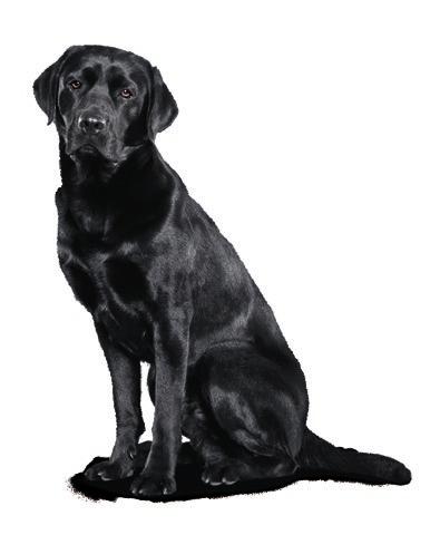 SELECT GOLD Complete è adatto in modo speciale per i cani adulti di taglia grande e
