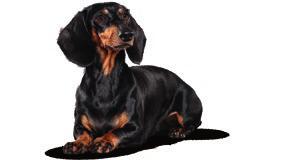 per cani di taglia media 11 25 kg* I cani di taglia media spesso sono particolarmente agili, vi seguono