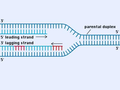 Altri enzimi importanti: le Topoisomerasi e necessaria una rapida rotazione del DNA in questo punto Stampo del