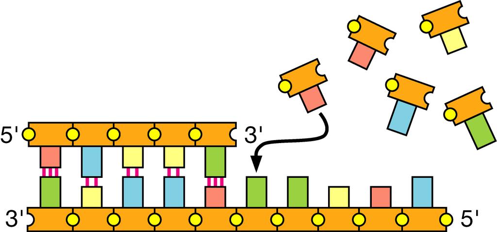 La polimerizzazione del DNA La DNA polimerasi aggiunge (deossi) nucleotidi all estremità 3 di un filamento di DNA