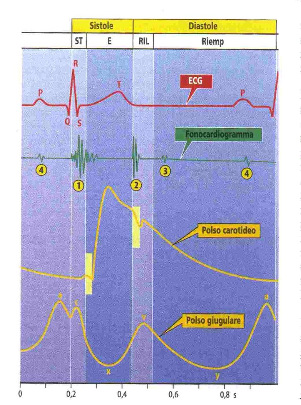 Il meccanismo del piano valvolare durante la sistole ventricolare causa un abbassamento