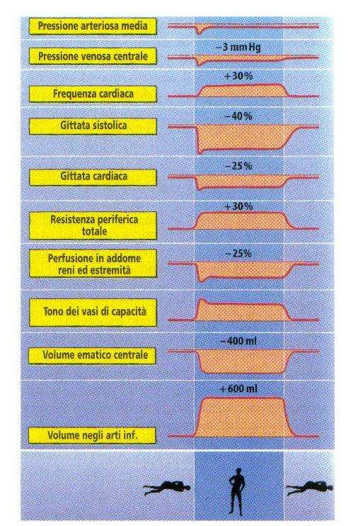 Passaggio clinostatismo ortostatismo Per effetto della gravità sugli arti inferiori temporaneamente: RV, Pvc, GC e Pa Riflesso barocettivo rapido attivazione simpatico Pa vicino alla