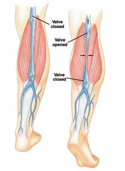 La pompa muscolare fornisce il contributo più importante al RV dalle vene degli arti inferiori.