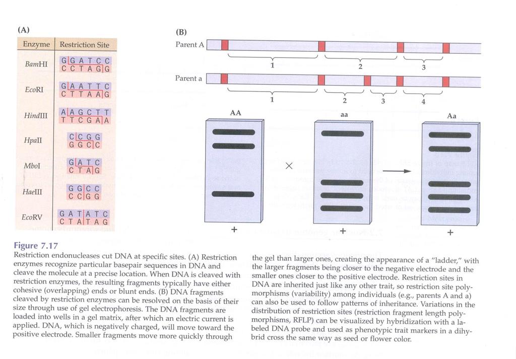 Ibridazione: RFLP, restriction fragment lenght polymorphism.