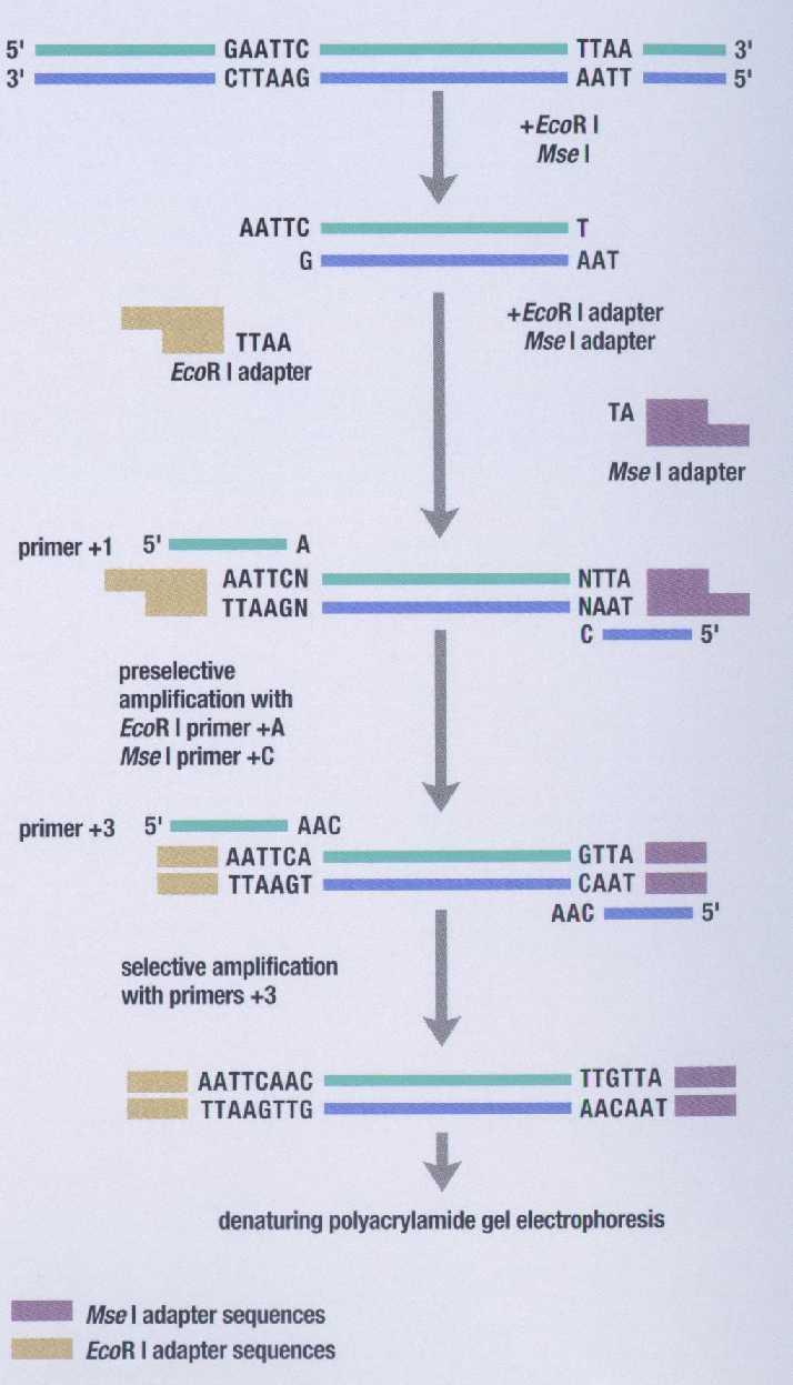 AFLP- Amplified fragment length polymorphism A DNA fingerprinting technique that combines features of RFLP