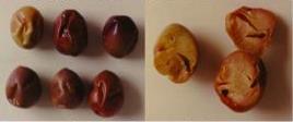 Durante la fermentazione delle olive in condizioni anaerobiche, si osserva una proporzione variabile di frutti in cui si formano sacche di gas (chiamate anche fish eye ) causate dall'accumulo di CO 2