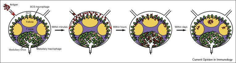 Dinamica della cattura dell antigene nel linfonodo (in vivo) Macrofagi del SCS
