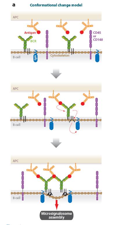 modello dell inizio dell attivazione dei B in risposta al legame con l antigene legato su APC Legame del BCR con l antigene
