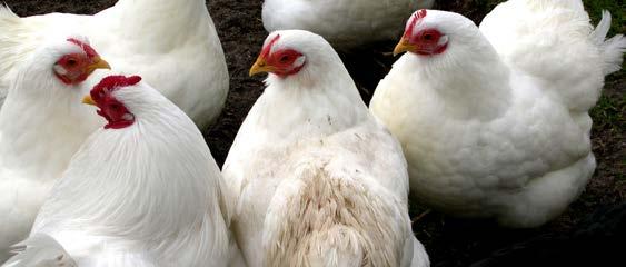 AVICOLI GALLINE OVAIOLE Dall entrata in deposizione le galline devono essere accolte in un ambiente pulito ed asciutto, con temperature intorno ai 20 C, dotato di posatoio e di una lettiera adatta a