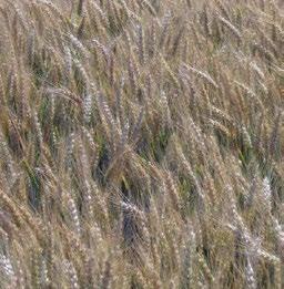 Akamar è da considerare mediamente resistente al freddo invernale; allettamento e principali fitopatie (Oidio, ruggine bruna, septoria, fusariosi MR).