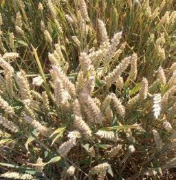 Altre caratteristiche di questa cultivar sono la spiga aristata, la taglia medio-bassa e il colore rosso della granella, dotata inoltre di un peso ettolitrico elevato.