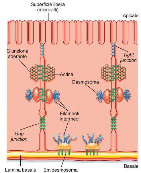 trasporto trans-epiteliale collegamenti meccanici: giunzioni aderenti desmosomi emodesmosomi