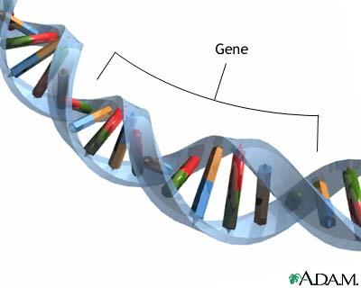 I cromosomi sono costituiti di DNA Sui cromosomi sono localizzati i geni Concretamente, un gene corrisponde ad un piccolo tratto