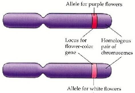 coppia di cromosomi omologhi allele per fiori rossi geni responsabili del colore dei fiori allele per fiori bianchi Ogni gene è responsabile della trasmissione di un carattere ereditario (es: