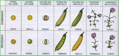 Mendel selezionò sette varietà di pisello che differivano tra loro per un solo carattere estremamente visibile: la forma del seme (liscio o rugoso), il colore del seme (giallo o verde), il colore