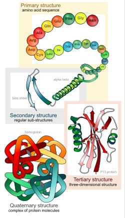 (Struttura formata da più di una catena polipeptidica) STRUTTURA PRIMARIA DELLE PROTEINE (1) STRUTTURA PROTEINE http://en.