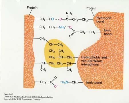 In genere i domini si comportano come se potessero avere esistenza e stabilità indipendenti. Struttura quaternaria (1) Molte proteine contengono più di una catena polipeptidica.