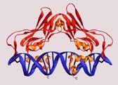 emoglobina, con due diverse subunità: 2 subunità α e 2 subunità β.