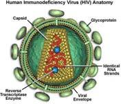 I prioni sono proteine capaci di replicarsi influenzando la struttura di altre proteine dello stesso tipo, senza prendere in considerazione alcun tipo di informazione