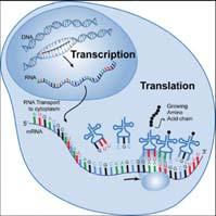 Uno dei filamenti della doppia elica del DNA viene utilizzato come stampo ( template ) dall enzima RNA polimerasi per sintetizzare un RNA messaggero (mrna).