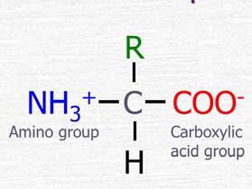 Catena/Residuo, laterale Amminoacidi: unità basilari delle proteine Le unità fondamentali delle Proteine AMMINOACIDI I diversi