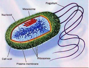 seminario Parete cellulare nei procarioti (1) («Cell wall») Parete cellulare nei procarioti (2) Gramicidina Polipeptide con L