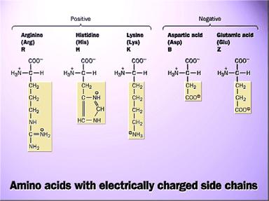 glutammico sono carichi negativamente A ph