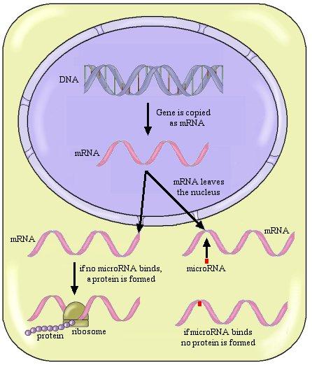 microrna :Repressione della TRADUZIONE Sono molecole di RNA a singolo filamento