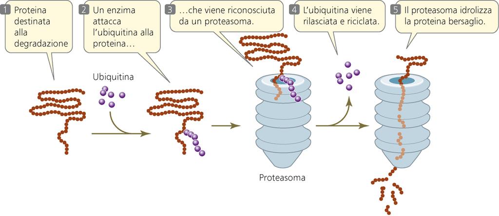 Proteosoma e Ubiquitina L apparato finale di distruzione delle proteine negli eucarioti è il proteasoma.