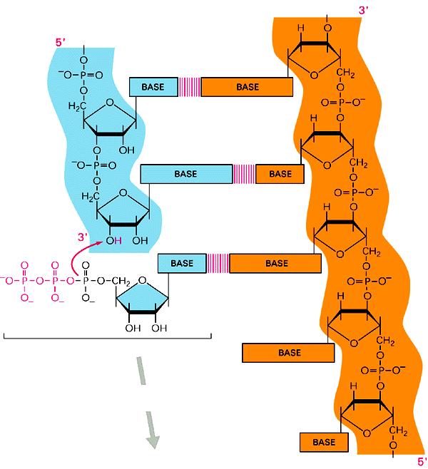 TRASCRIZIONE La reazione di allungamento della catena catalizzata da una RNA polimerasi filamento di DNA stampo catena di RNA in crescita In ogni gene, solo uno dei due filamenti di DNA- elica senso-