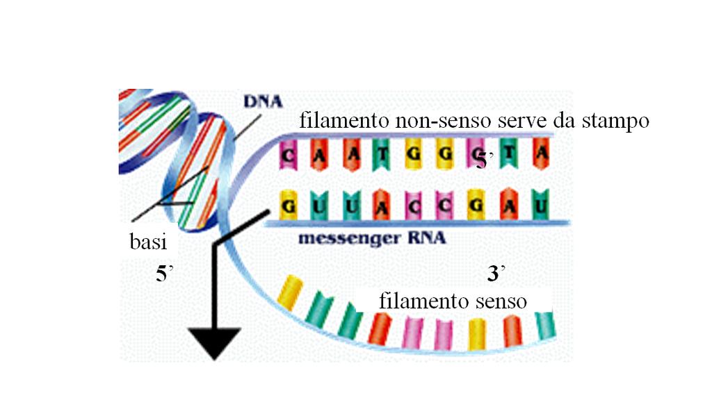 TRASCRIZIONE filamento SENSO DNA 5 3 RNA POLIMERASI 5 3 3 5 VELOCITA ca.