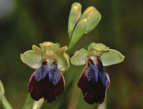 Serapias orientalis Nelson subsp. apulica; Endemico (A, B, D, E, K, L, M, N, Q) (Fig. 5) 98. Serapias parviflora Parl.; Stenomediterraneo (A, B, D, E, G, I, F, K, L, M, N, Q, R) 99.